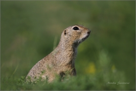 <p>SYSEL OBECNÝ (Spermophilus citellus) /European ground squirrel - Europäischer Ziesel/</p>